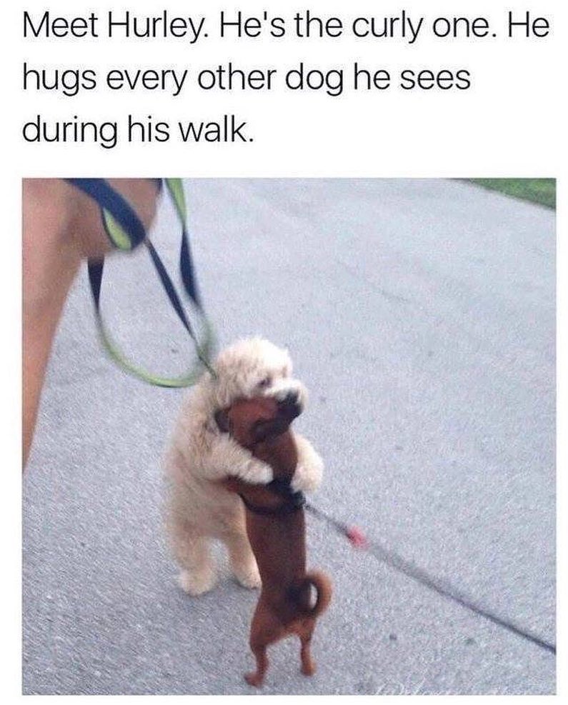 Meet Hurley Hes the curly one He hugs every other dog he sees during his walk