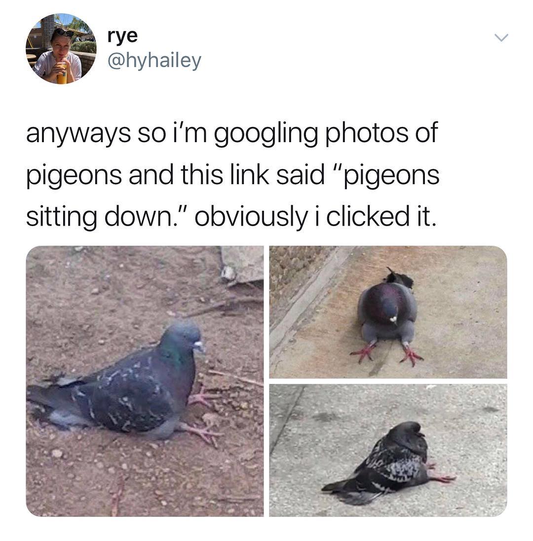 rye Wy hyhailey anyways so im googling photos of pigeons and this link said pigeons sitting down obviously i clicked it