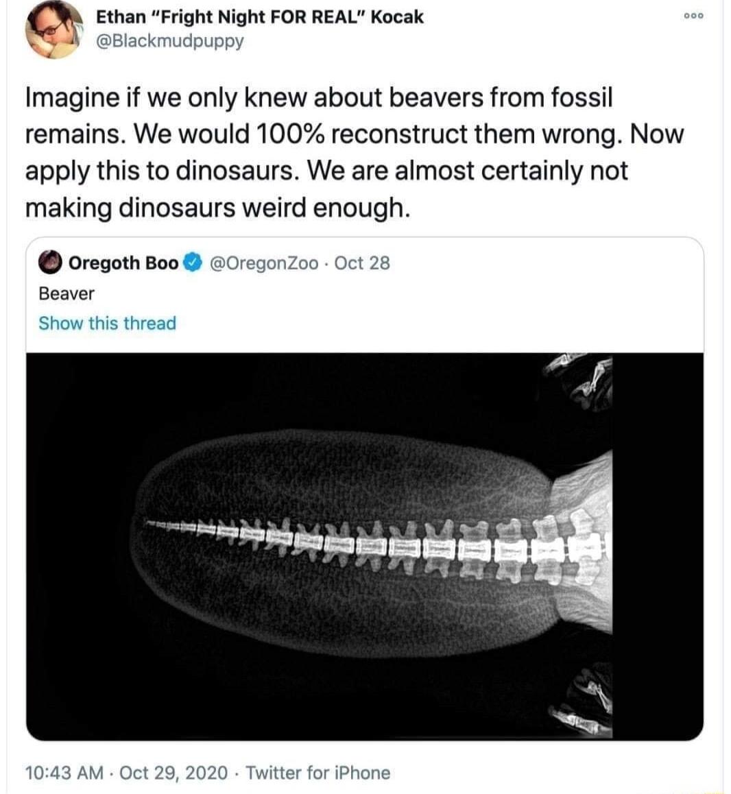 Ethan Fright Night FOR REAL Kocak Imagine if we only knew about beavers from fossil remains We would 100 reconstruct them wrong Now apply this to dinosaurs We are almost certainly not making dinosaurs weird enough Oregoth Boo gon Beaver