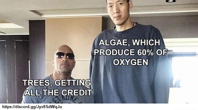 TREES GETTING ALLTHE CREDIT hitpsidiscordggllyvBSdWadu