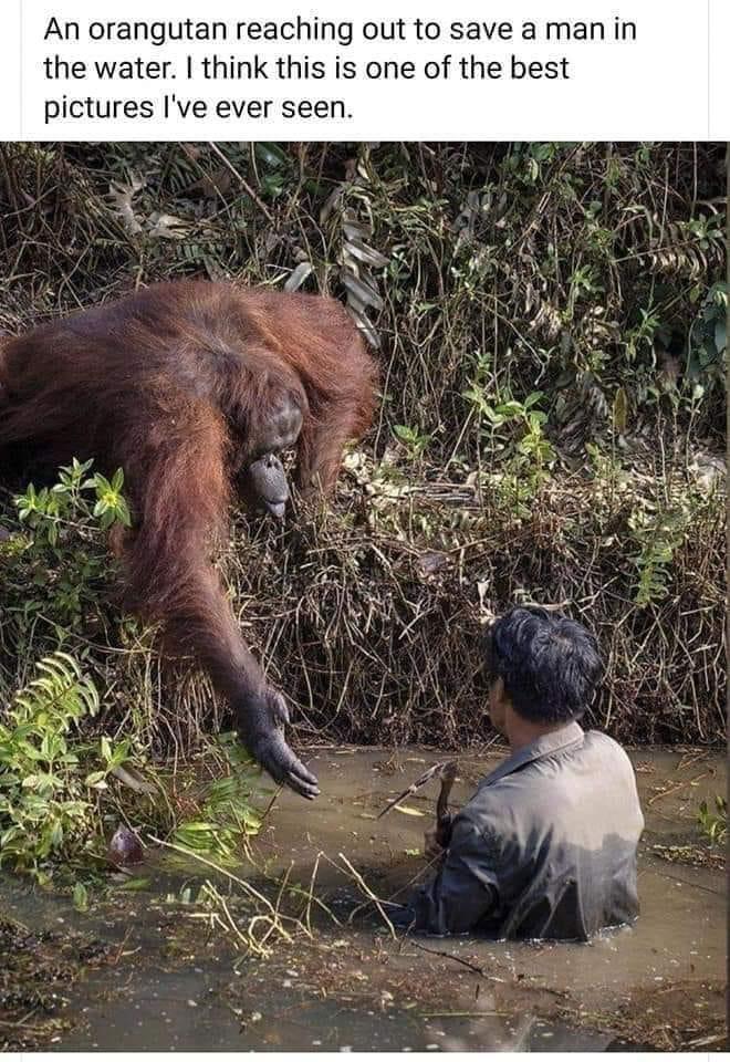 An orangutan reaching out to save a man in the water think this is one of the best pictures Ive ever seen