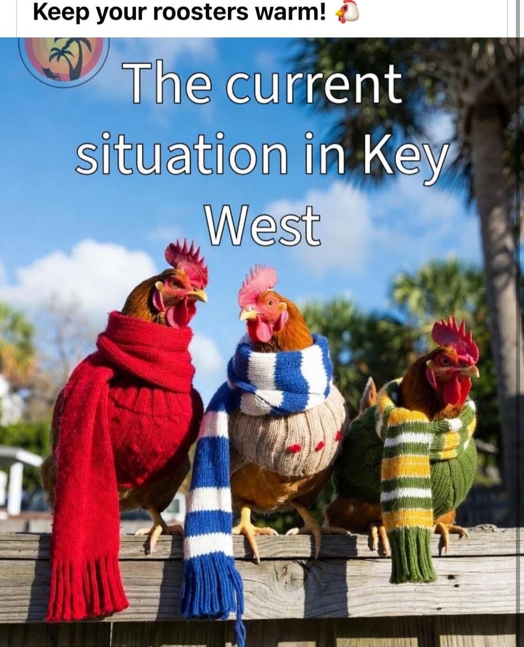 Keep your roosters warm!
The current situation in Key West