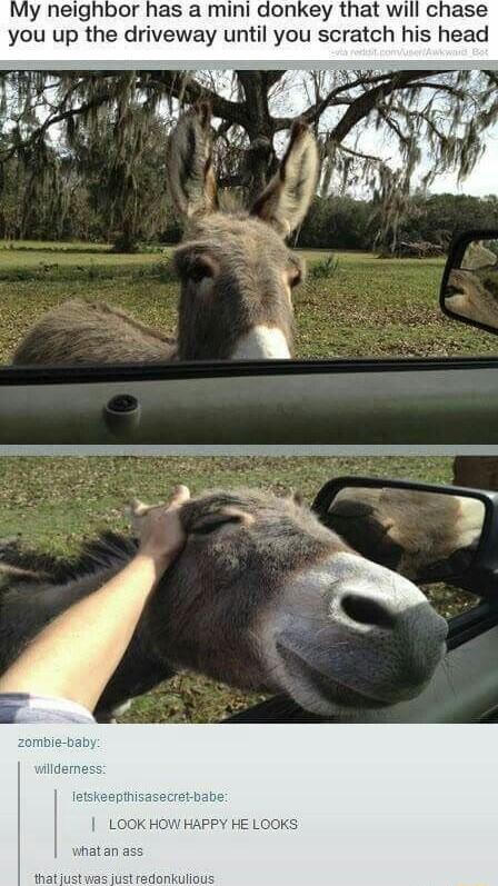 My neighbor has a mini donkey that will chase you up the driveway until you scratch his head