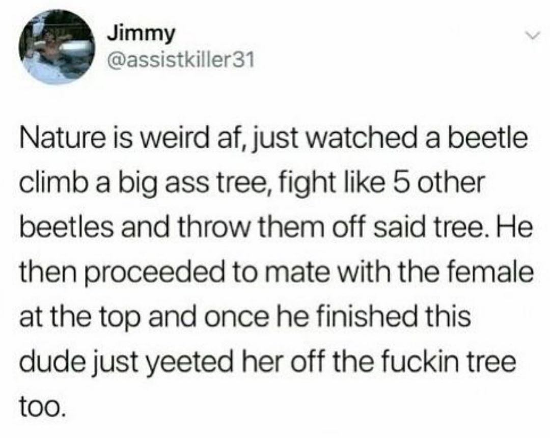 Jimmy assistkiller31 Nature is weird af just watched a beetle climb a big ass tree fight like 5 other beetles and throw them off said tree He then proceeded to mate with the female at the top and once he finished this dude just yeeted her off the fuckin tree too
