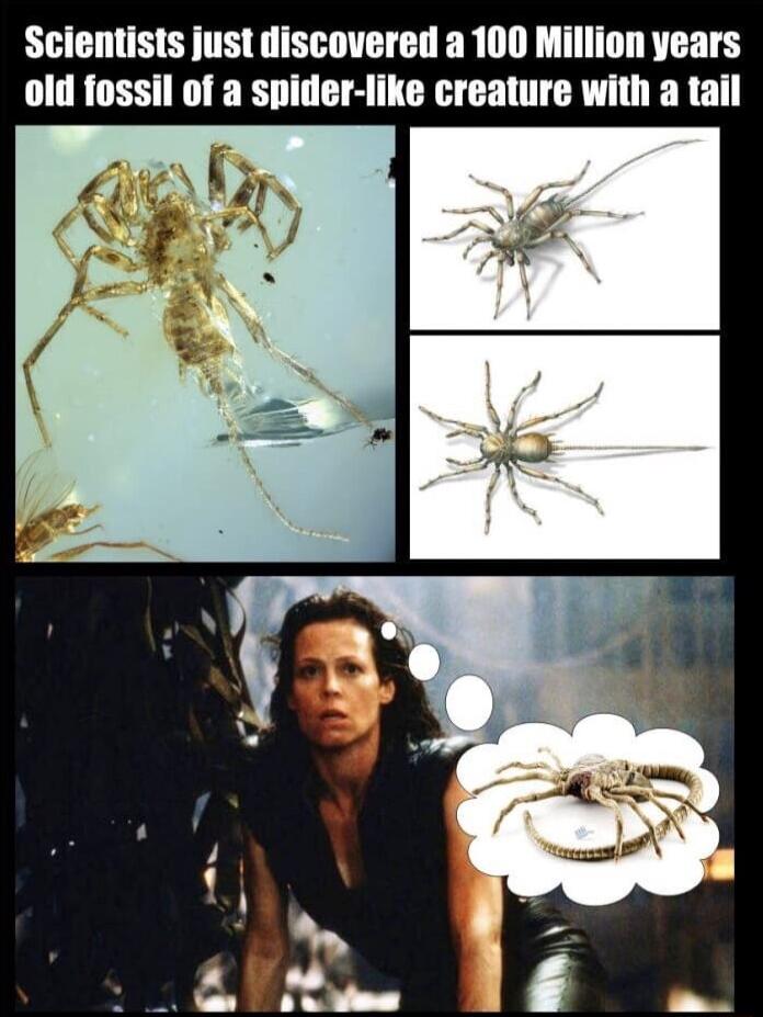 Scientists just discovered a 100 Million years old fossil of a spider like creature with a tail