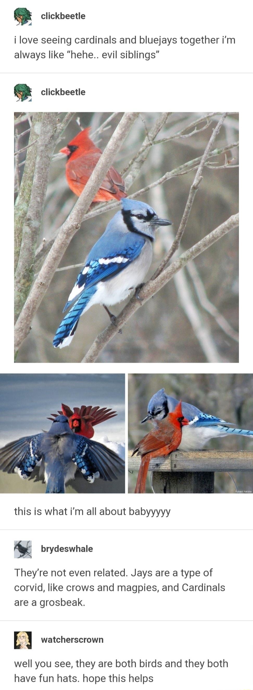G clickbeetie i love seeing cardinals and bluejays together im always like hehe evil siblings G ciickoeetie this is what im all about babyyyyy brydeswhale Theyre not even related Jays are a type of corvid like crows and magpies and Cardinals are a grosbeak watcherscrown well you see they are both birds and they both have fun hats hope this helps