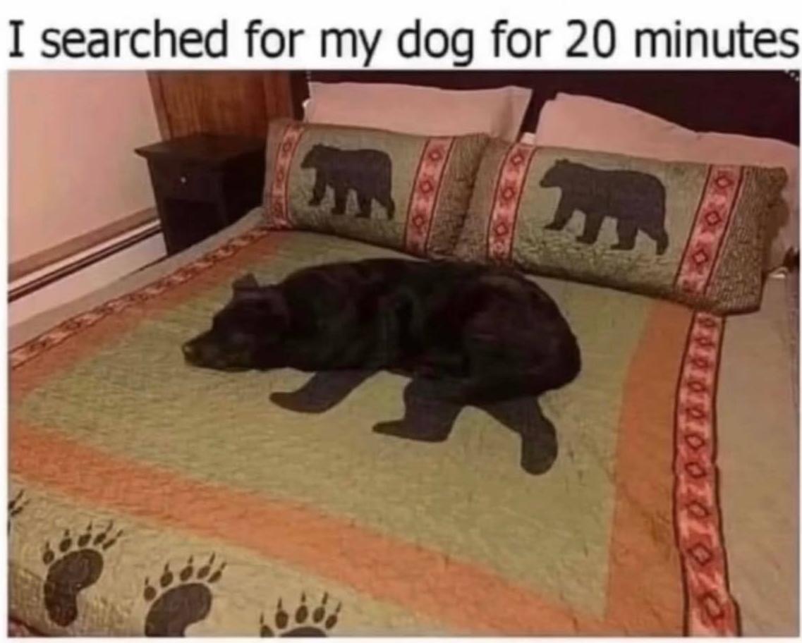 I searched for my dog for 20 minutes
