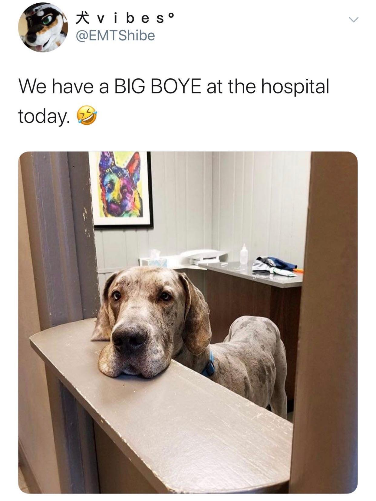 N Avibes EMTShibe We have a BIG BOYE at the hospital today