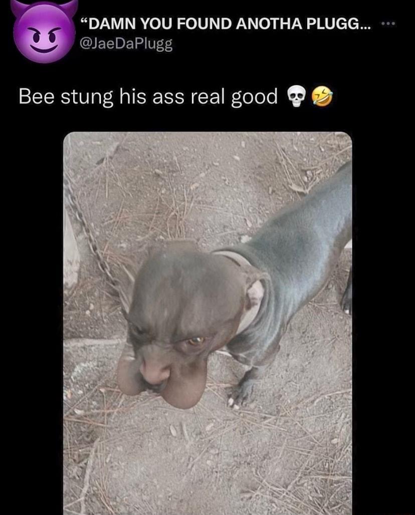 DAMN YOU FOUND ANOTHA PLUGG JaeDaPlugg Bee stung his ass real good