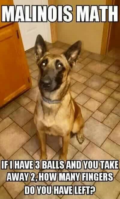 MALINOIS MATH IF I HAVE 3 BALLS AND YOU TAKE AWAY 2, HOW MANY FINGERS DO YOU HAVE LEFT?