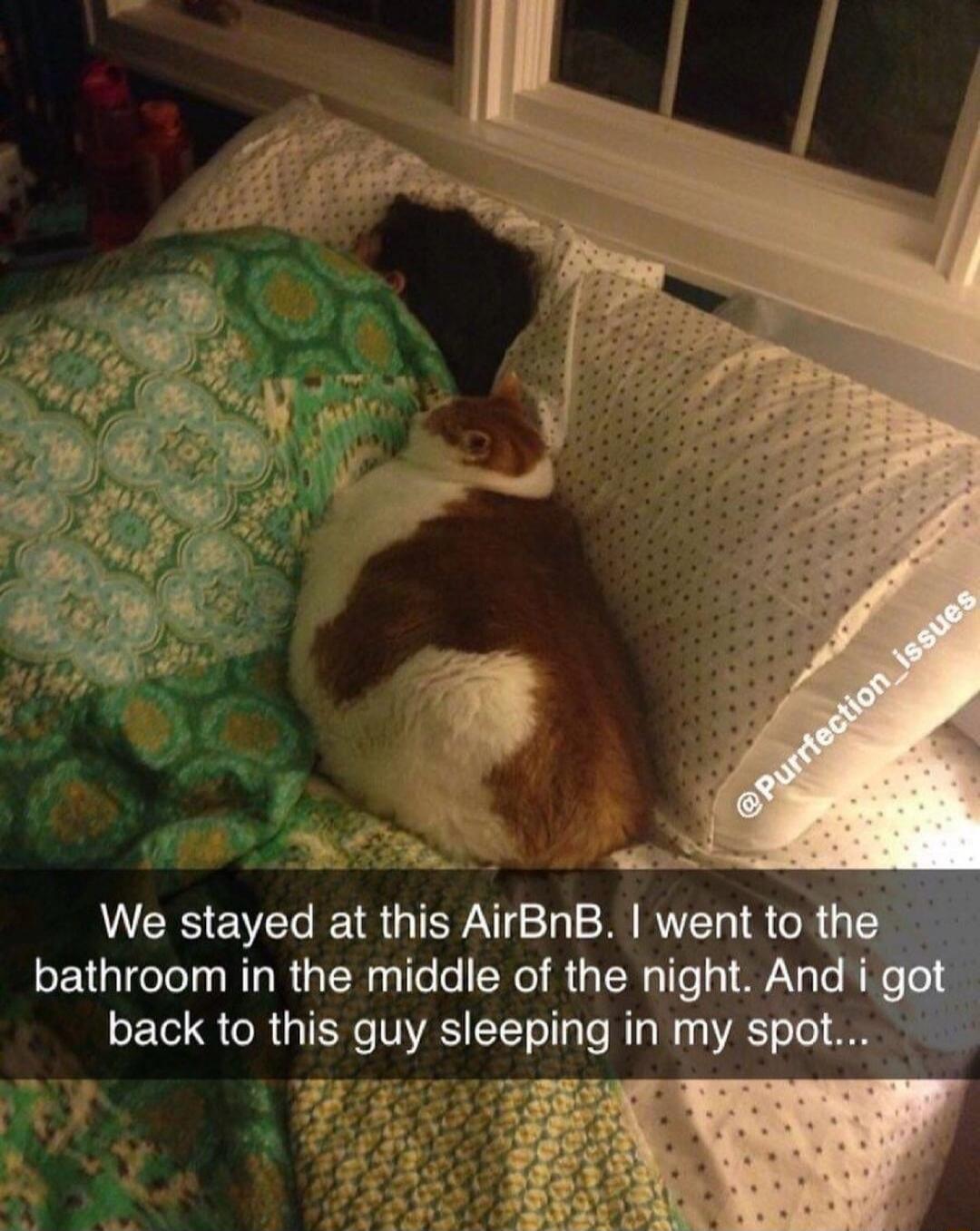 e S8 N PR We stayed at this AirBnB went to bathroom in the middle of the night An back to this guy sleeping in my spot g 5