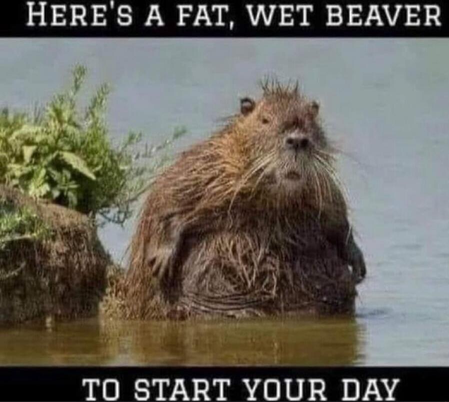 HERE'S A FAT, WET BEAVER TO START YOUR DAY