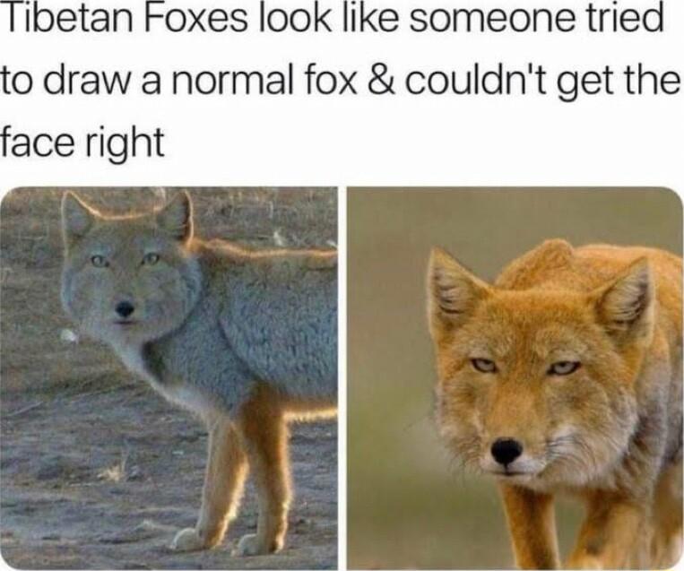 Ike someone tried 0 draw a normal fox couldnt get the ace right