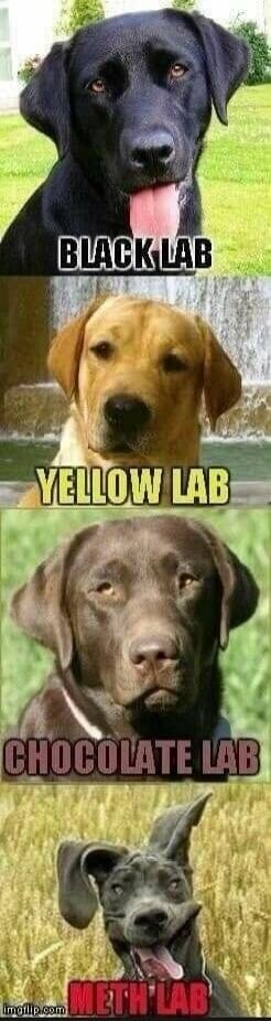 BLACK LAB\nYELLOW LAB\nCHOCOLATE LAB\nMETH LAB