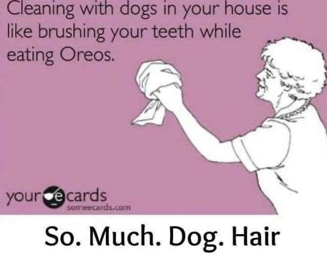 So Much Dog Hair