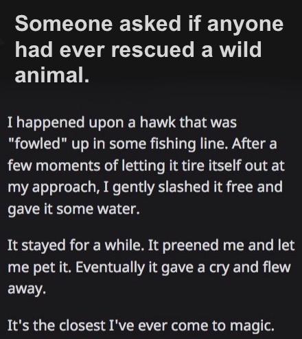 Someone asked if anyone F T WAVLV ol XYW TYe RV o animal JLET L RIS IE N EV S G ETRTES B e 1 T RVT oM y Yol TR TS T g To W g MR T few moments of letting it tire itself out at o oo F Tl B8 e TN VRS BTG e RIR TT e eERI el AV It stayed for a while It preened me and let me pet it Eventually it gave a cry and flew ENEA Its the closest Ive ever come to magic