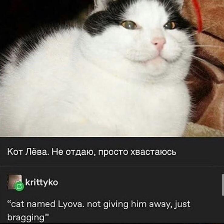 Kot Jlsa He oTaato NnpocTo xsacraioch B krittyko cat named Lyova not giving him away just bragging