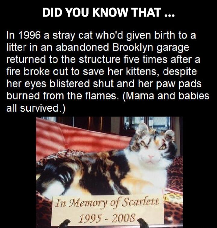 DID YOU KNOW THAT ... In 1996 a stray cat who'd given birth to a litter in an an abandoned Brooklyn garage returned to the structure five times after a fire broke out to save her kittens, despite her eyes blistered shut and her paw pads burned from the flames. (Mama and babies all survived.) In Memory of Scarlett 1995 - 2008