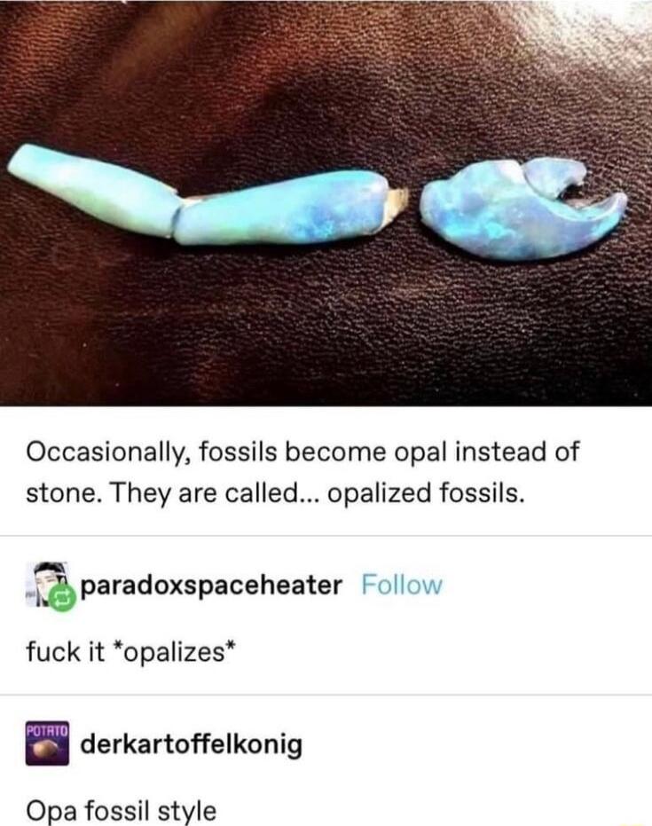 Occasionally fossils become opal instead of stone They are called opalized fossils paradoxspaceheater fuck it opalizes derkartoffelkonig Opa fossil style