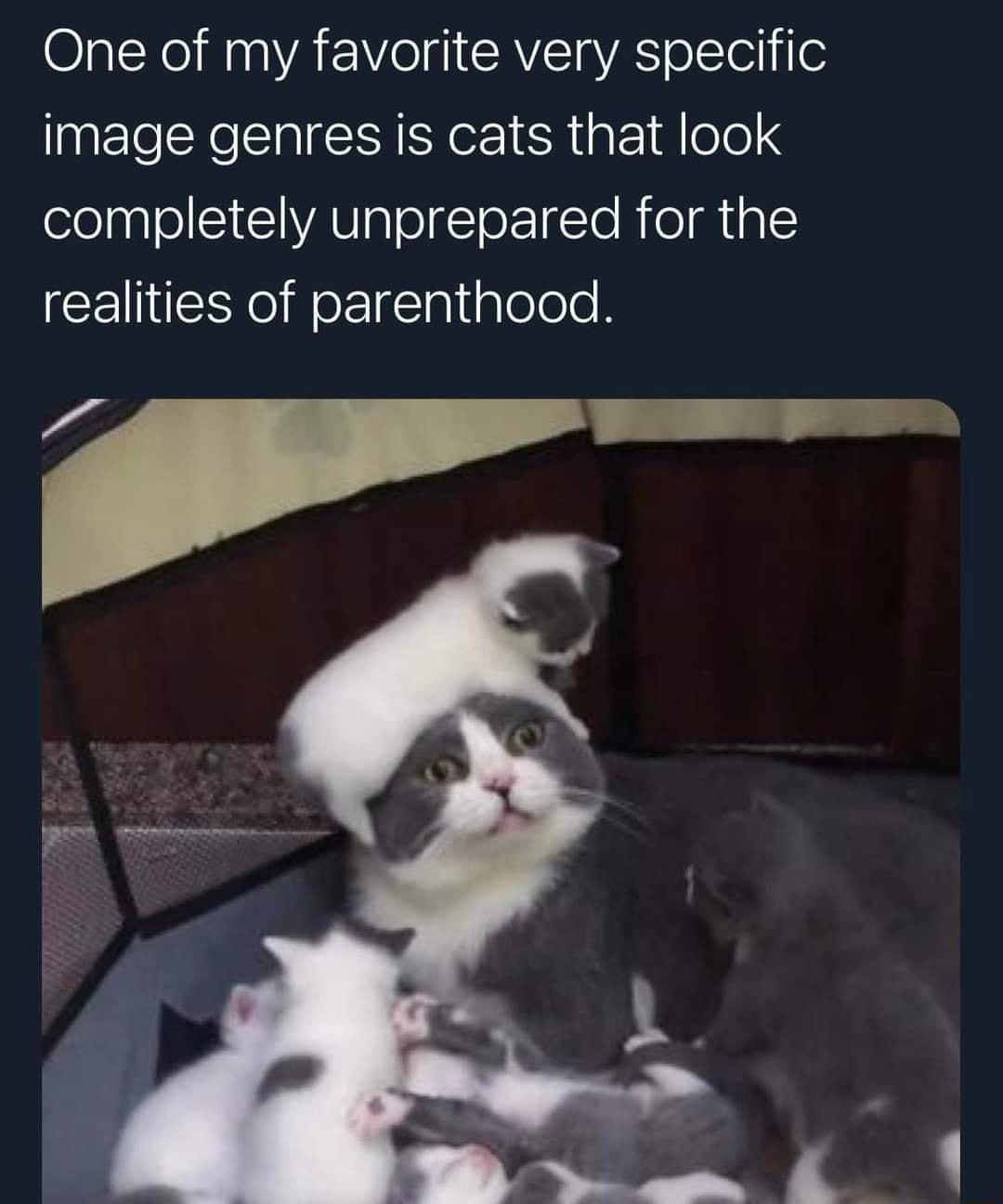 One of my favorite very specific image genres is cats that look elelaalo S CIVAVaTolgToETo R o UaT CEIEY IR EIlaliglelole B