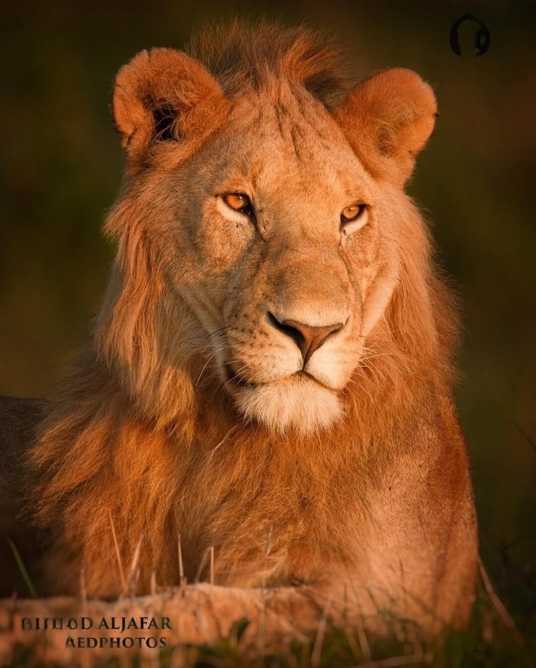 BURHOD ALJAFAR AEDPHOTOS