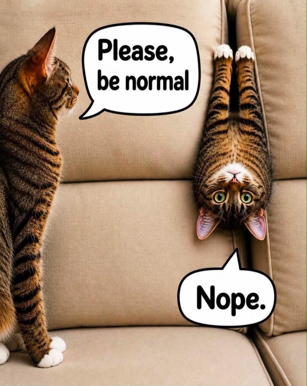 Please, be normal. Nope.