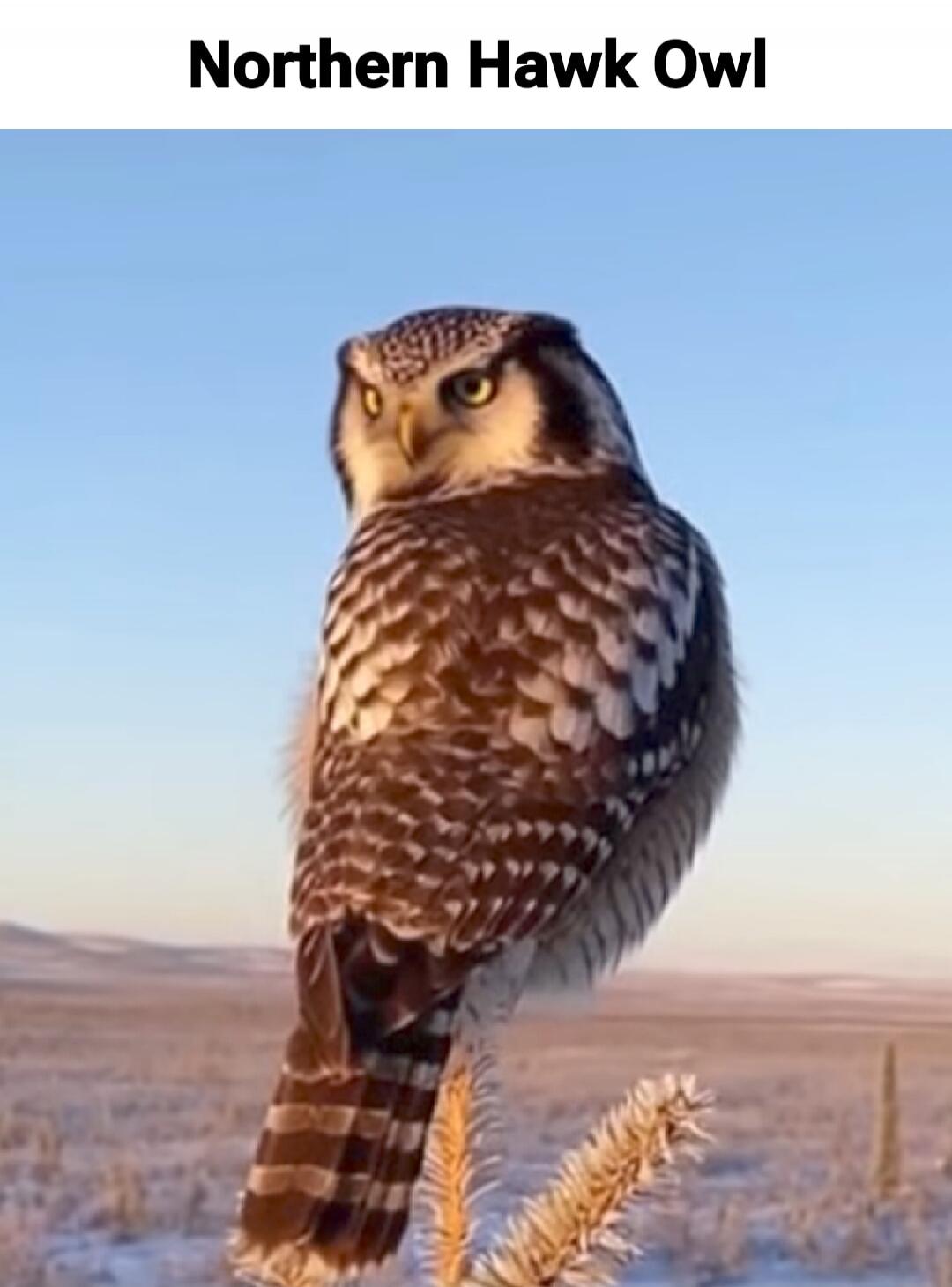 Northern Hawk Owl