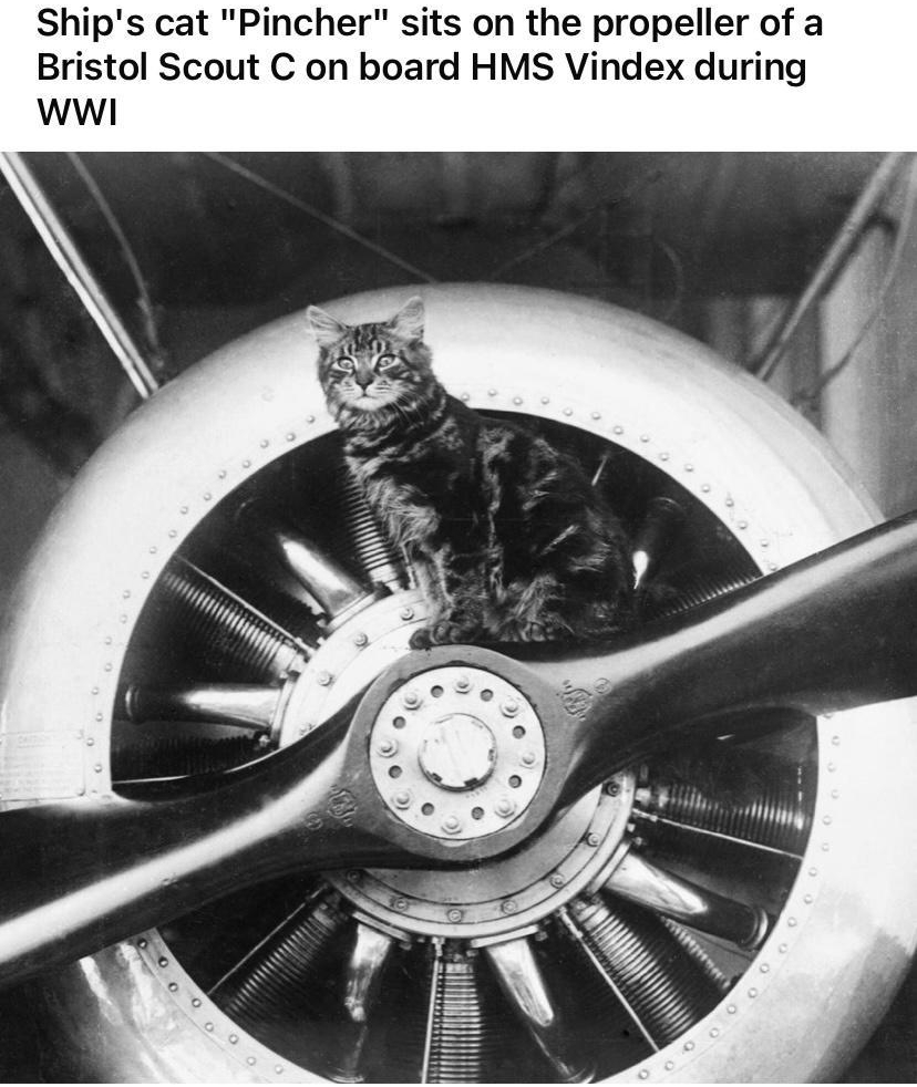 Ships cat Pincher sits on the propeller of a Bristol Scout C on board HMS Vindex during wwi