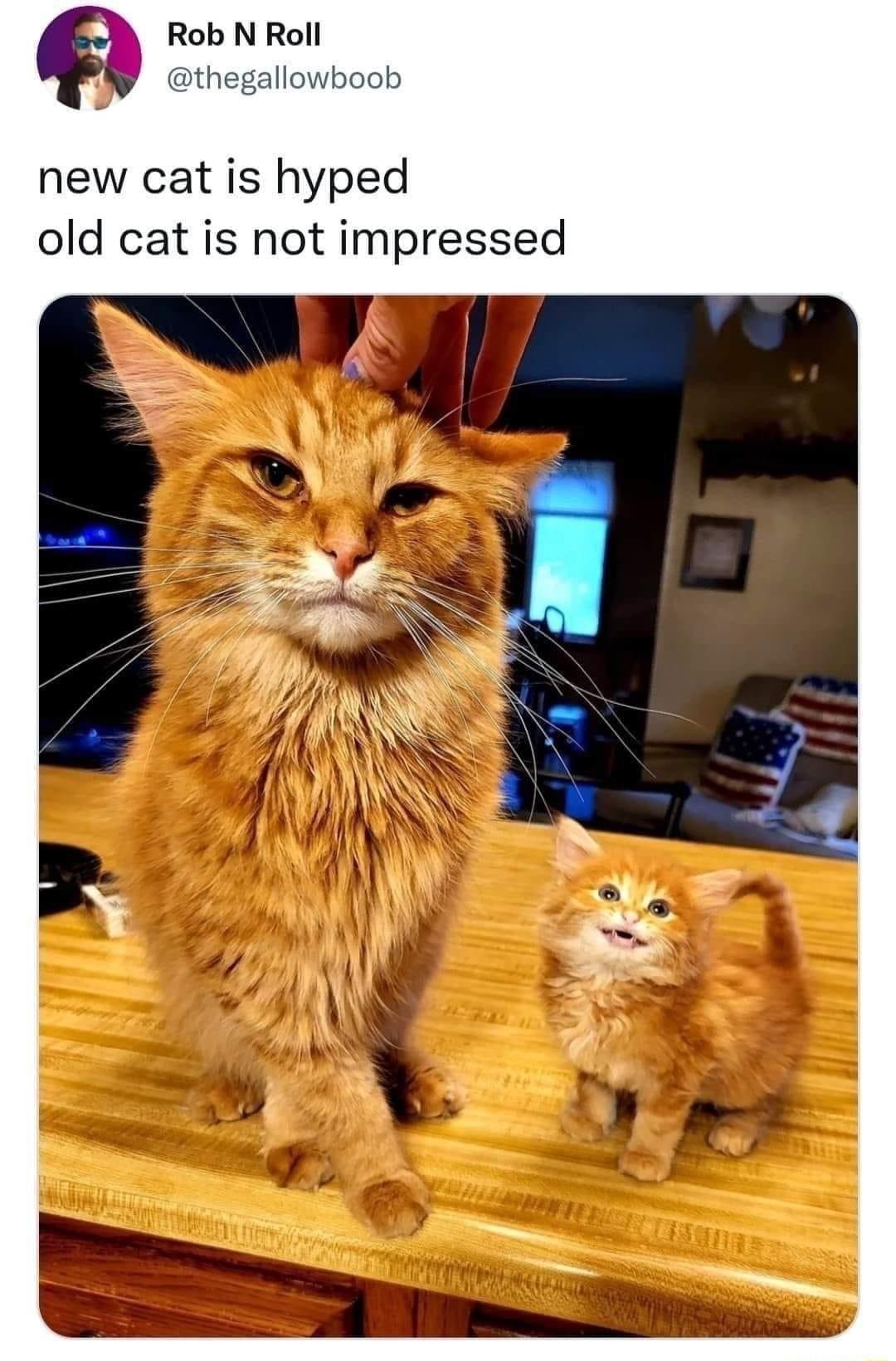 Rob N Roll thegallowboob new cat is hyped old cat is not impressed