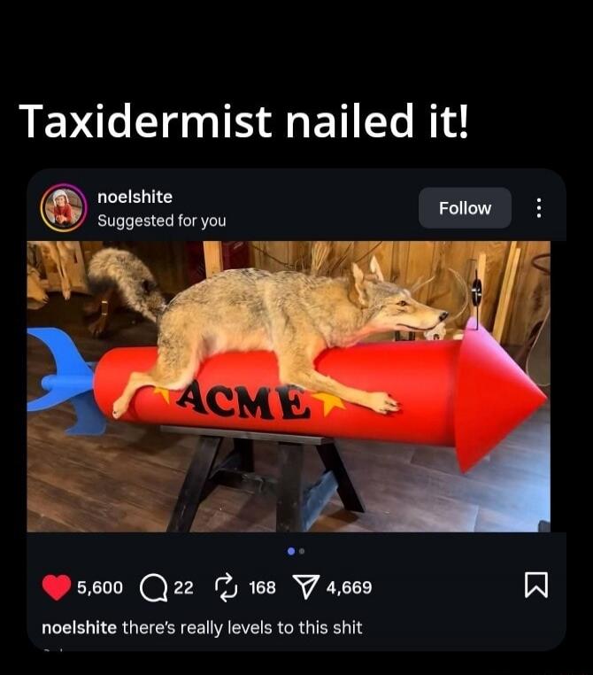Taxidermist nailed it! noelshite Suggested for you Follow ACME noelshite there's really levels to this shit