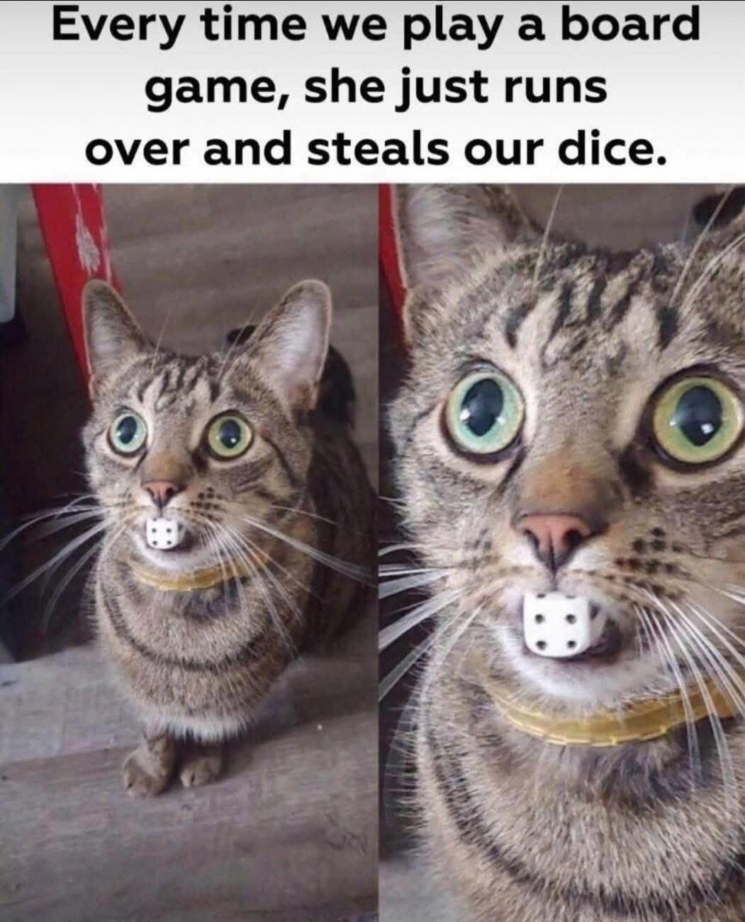 Every time we play a board game, she just runs over and steals our dice.