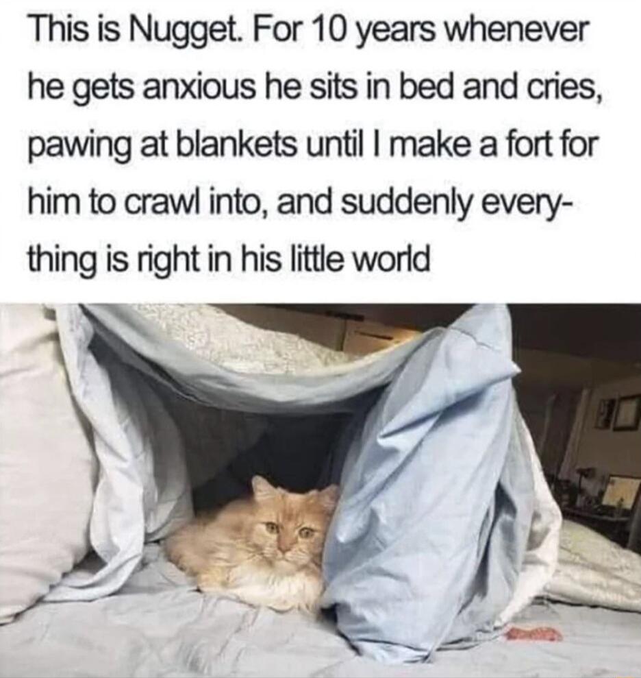 This is Nugget For 10 years whenever he gets anxious he sits in bed and cries pawing at blankets until make a fort for him to crawl into and suddenly every thing is right in his little world