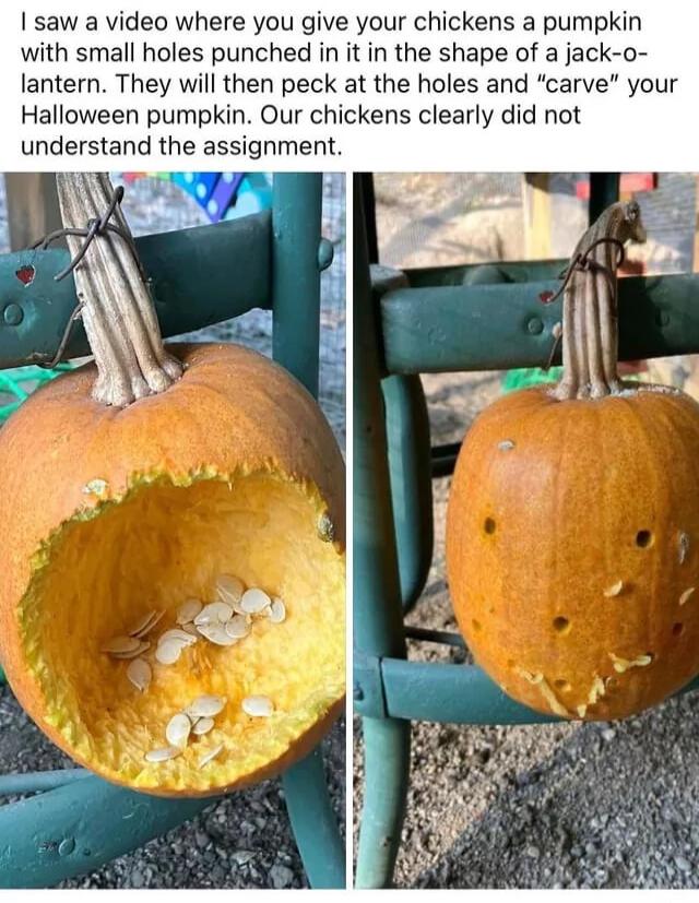 Isaw a video where you give your chickens a pumpkin with small holes punched in it in the shape of a jack o lantern They will then peck at the holes and carve your Halloween pumpkin Our chickens clearly did not understand the assignment