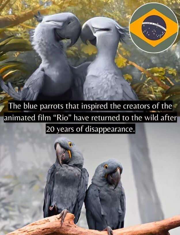The blue parrots that inspired the creators of the animated film 