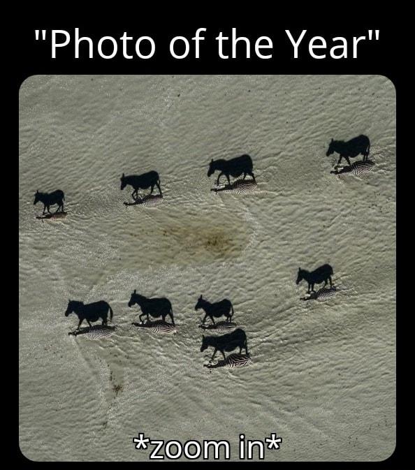 Photo of the Year