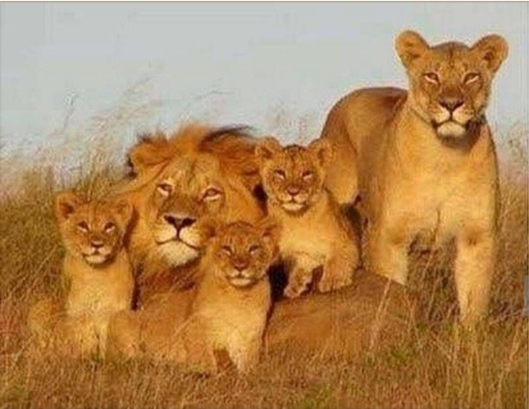 A pride of five lions: two adults and three cubs, sitting together in tall grass.