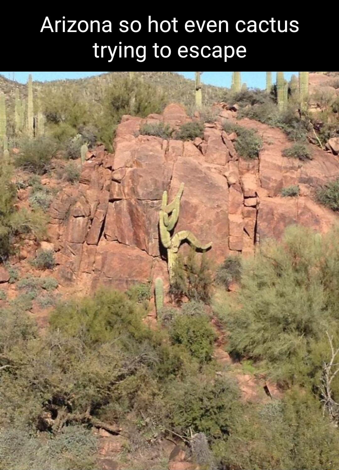 Arizona so hot even cactus trying to escape