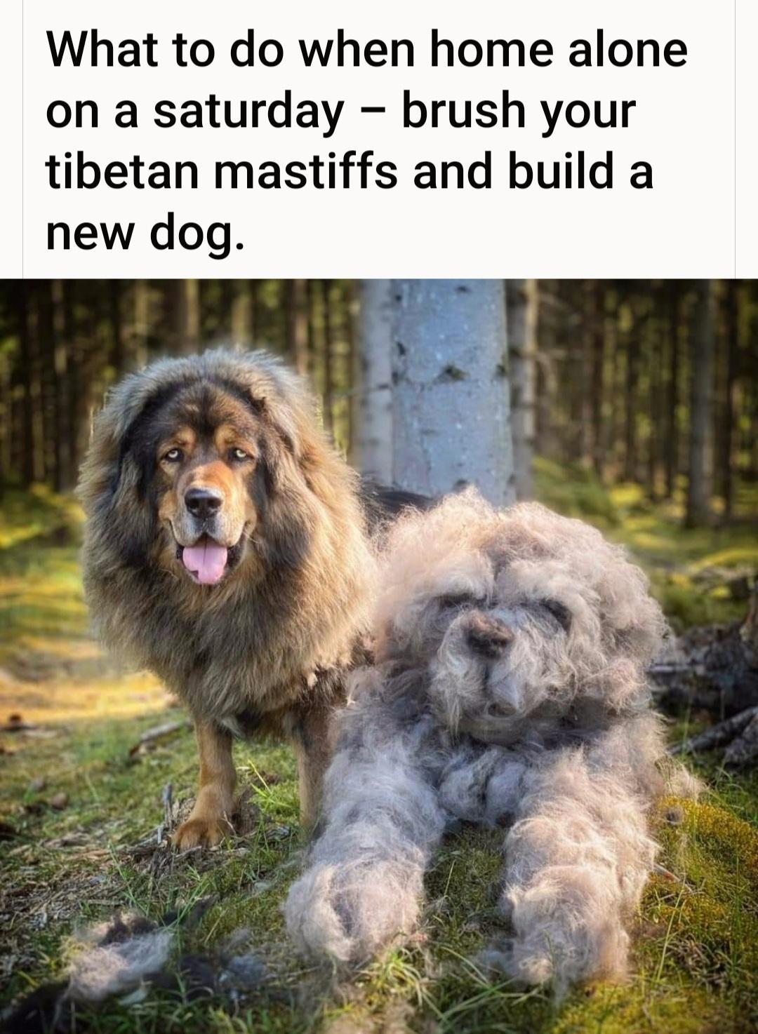 What to do when home alone on a saturday brush your tibetan mastiffs and build a