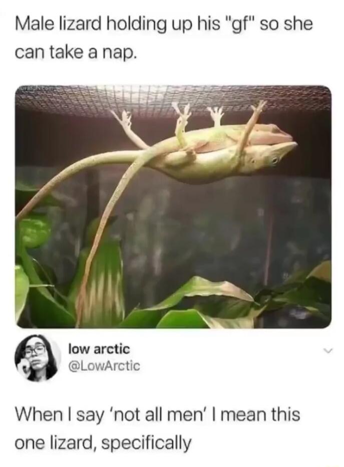 Male lizard holding up his gf so she can take a nap low arctic LowArctic D When say not all men mean this one lizard specifically