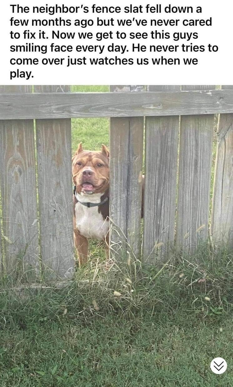 faww ufput_your down 21h ireddit 1 182 1 25 a2 The neighbors fence slat fell down a few months ago but weve never cared to fix it Now we get to see this guys smiling face every day He never tries to come over just watches us when we play