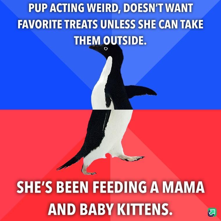 PUP ACTING WEIRD DOESNT WANT FAVORITE TREATS UNLESS SHE CAN TAKE THEM OUTSIDE SHES BEENVFEEDING A MAMA AND BABY KITTENS a