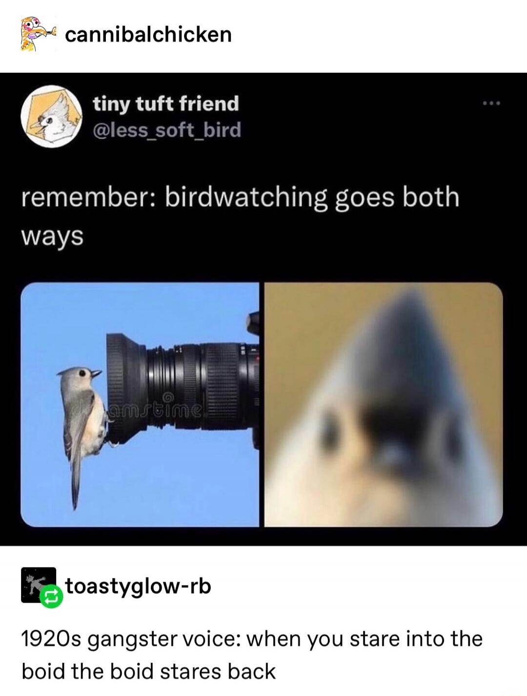 remember: birdwatching goes both ways. 1920s gangster voice: when you stare into the boid the boid stares back.