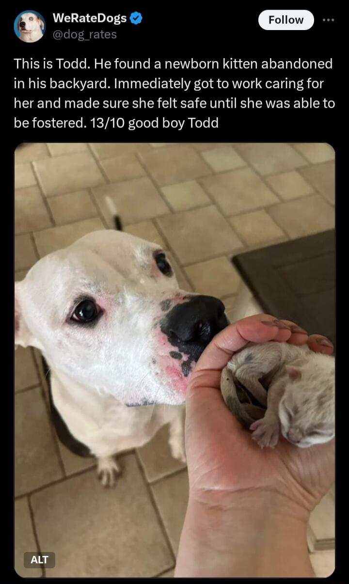 WeRateDogs dog rate This is Todd He found a newborn kitten abandoned in his backyard Immediately got to work caring for her and made sure she felt safe until she was able to be fostered 1310 good boy Todd