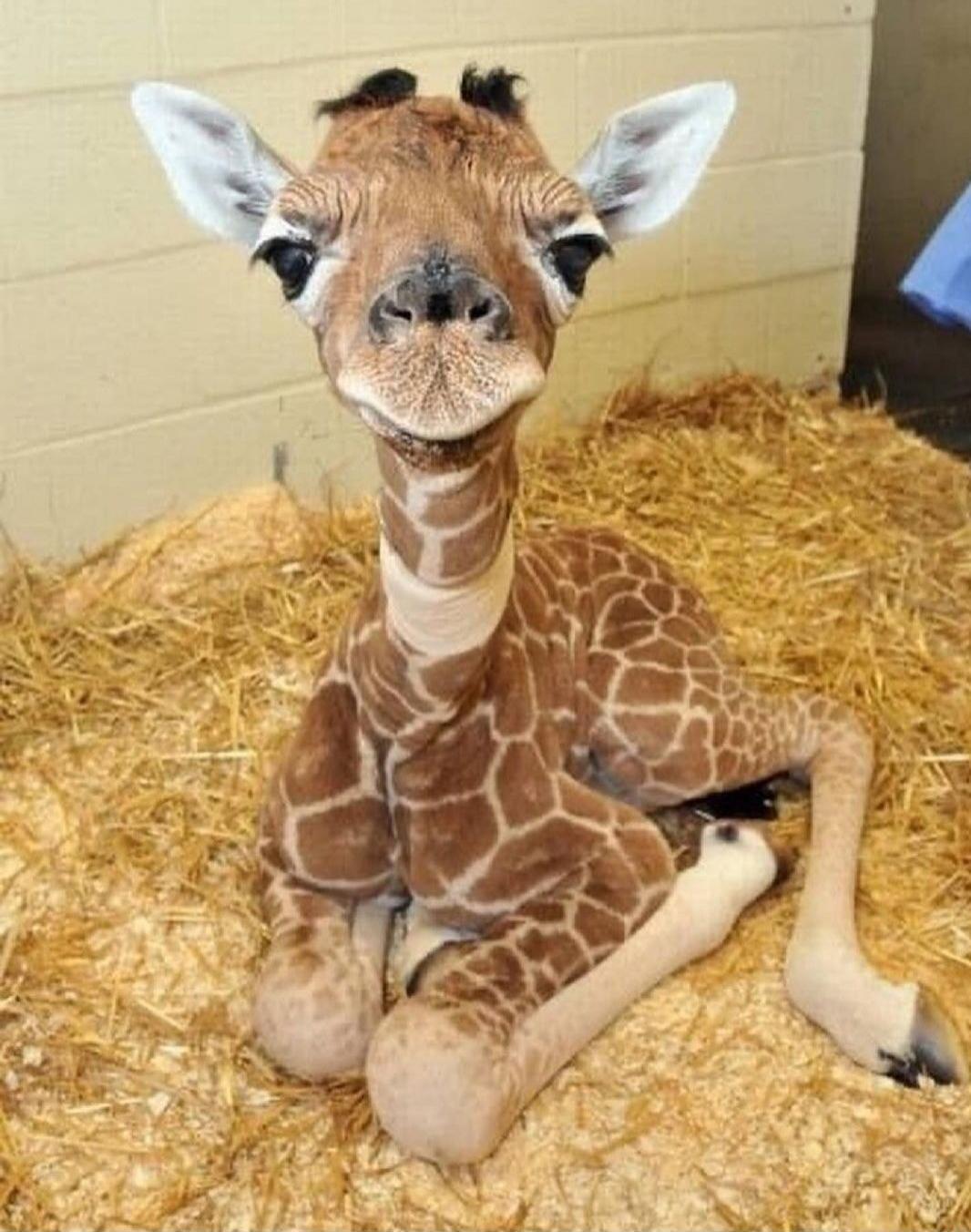 Young giraffe sitting on hay.