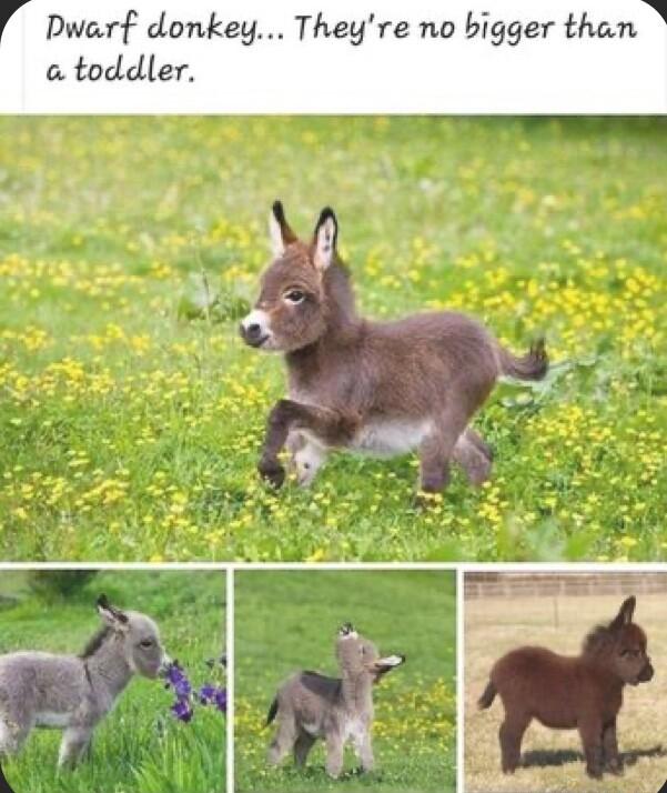 Dwerf donkey Theyre no bigger than o toddler