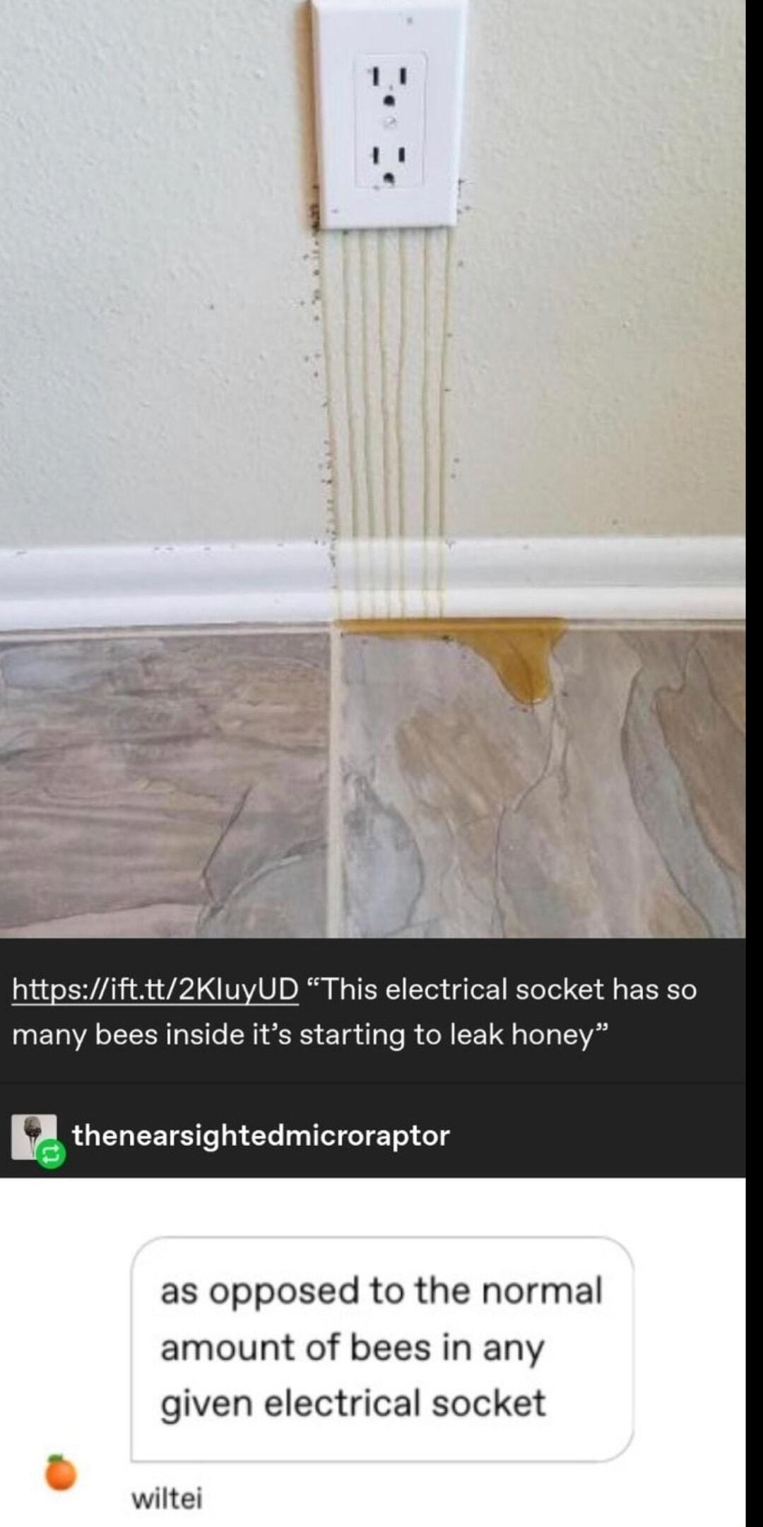httpsifttt2KluyUD This electrical socket has so many bees inside its starting to leak honey A thenearsightedmicroraptor as opposed to the normal amount of bees in any given electrical socket wiltei