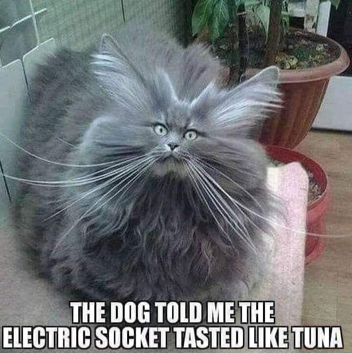 THE DOG TOLD ME THE ELECTRIC SOCKET TASTED LIKE TUNA