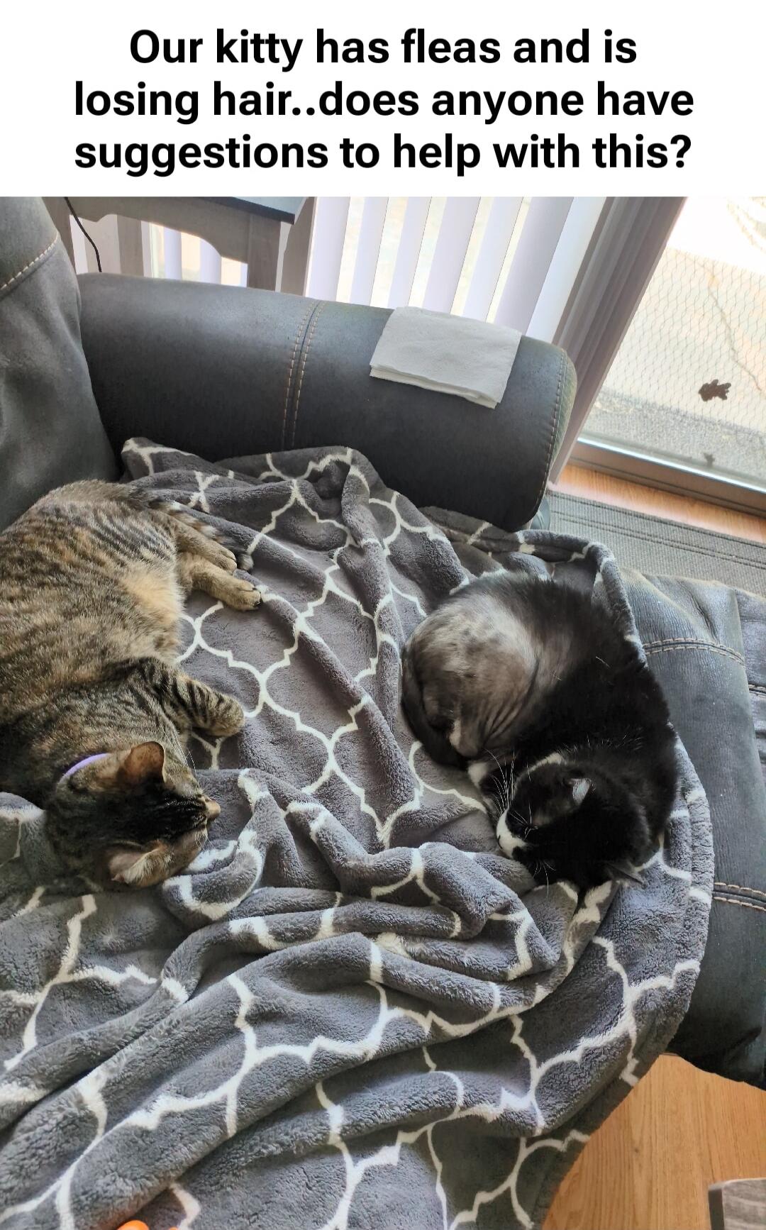 Our kitty has fleas and is losing hair..does anyone have suggestions to help with this?