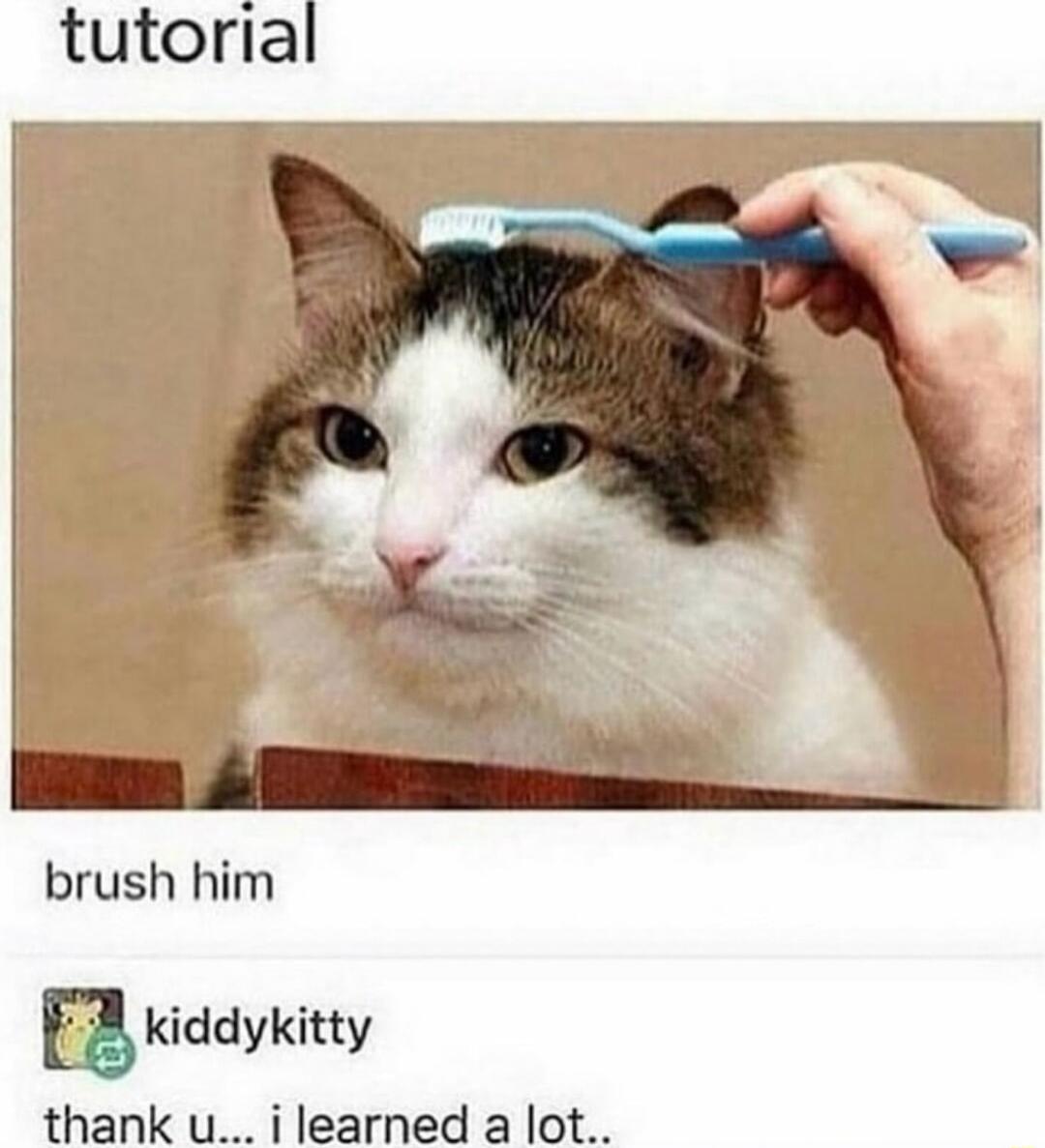 brush him g Kiddykitty thank u i learned a lot