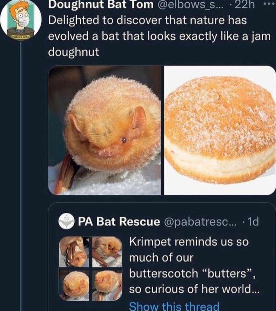 Doughnut Bat Tom elbows s 220 Delighted to discover that nature has evolved a bat that looks exactly like a jam doughnut PA Bat Rescue pabatresc 1d W Krimpet reminds us so A much of our gy butterscotch butters so curious of her world Show this thread